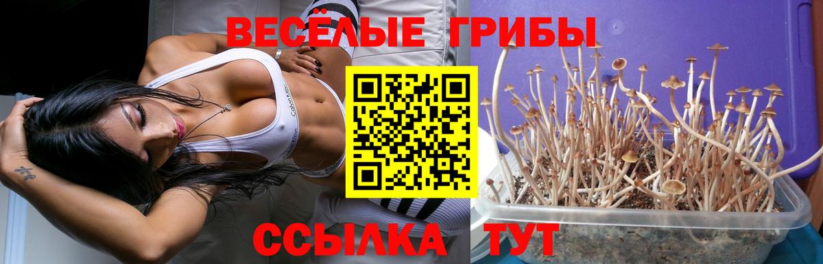 Псилоцибиновые грибы Psilocybine cubensis  Вход с VPN  Горно-Алтайск  Галлюциногенные грибы мухоморы 